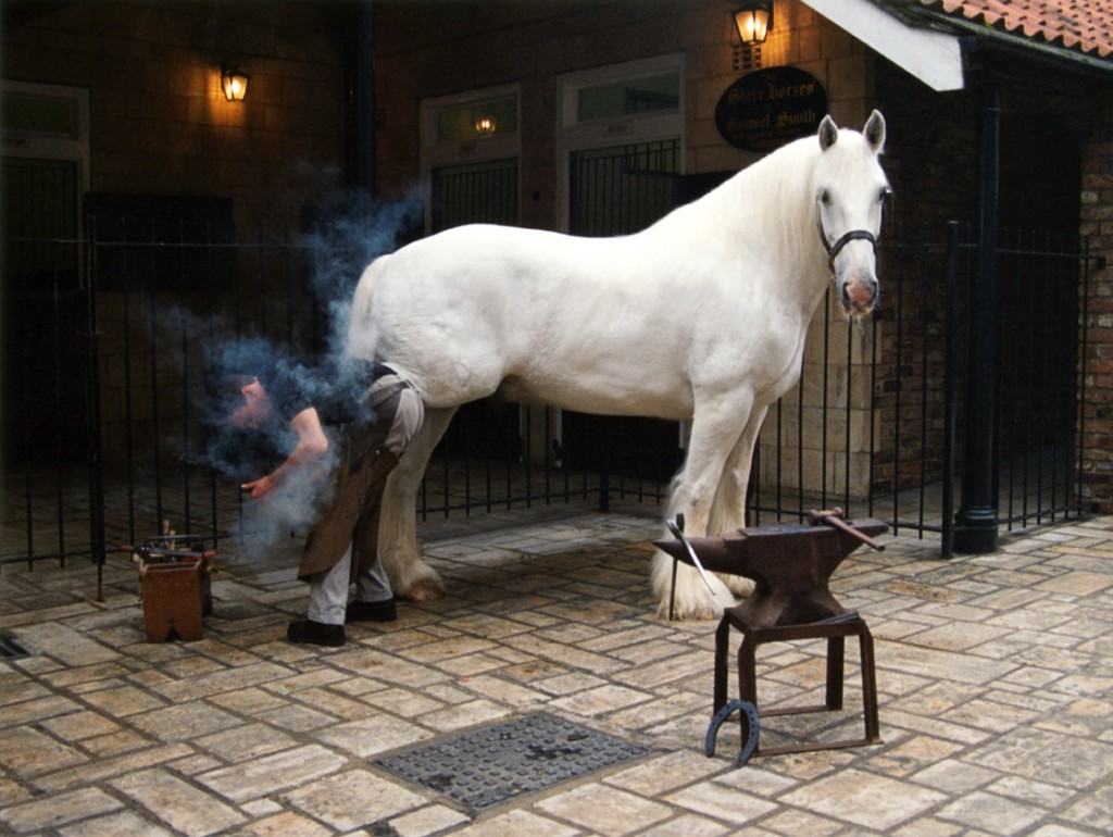 White Shire Horse - Blacksmith